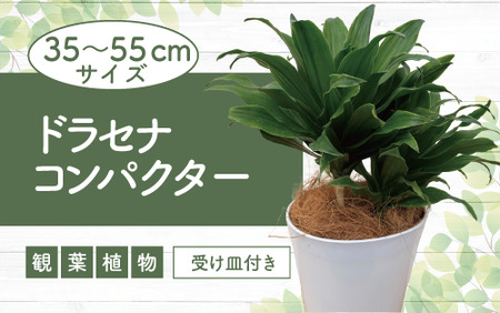 2025年2月上旬〜発送[観葉植物]ドラセナ コンパクター35cm〜55cm(前園植物園/014-1437) 南国鹿児島県で育った 観葉植物!植物 鉢付 インテリア 室内 オフィス おしゃれ プレゼント ギフト 開店祝い 移転祝い マイナスイオン[配送不可地域:北海道・沖縄県・離島]