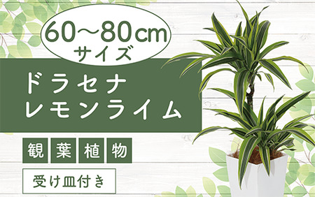 [観葉植物]ドラセナレモンライム60cm〜80cm(Green Base/017-1441) 南国鹿児島県で育った 観葉植物!植物 鉢付 インテリア 室内 オフィス おしゃれ プレゼント ギフト 開店祝い 移転祝い マイナスイオン[配送不可地域:北海道・沖縄県・離島]