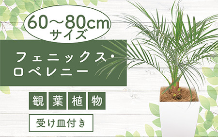 1月上旬～発送【観葉植物】フェニックス・ロベレニー60cm～80cm