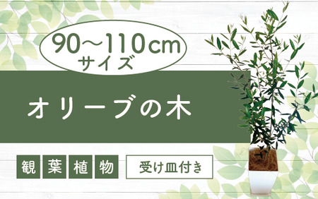 5月〜発送[観葉植物]オリーブの木90cm〜110cm(Green Base/027-1386) 南国鹿児島県で育った 観葉植物!植物 鉢付 インテリア 室内 オフィス おしゃれ プレゼント ギフト 開店祝い 移転祝い マイナスイオン[配送不可地域:北海道・沖縄県・離島]