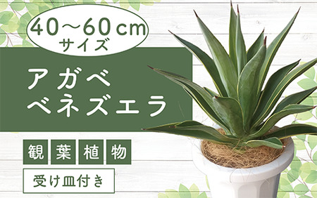 2025年1月中旬〜発送[観葉植物]アガベ・ベネズエラ40cm〜60cm(Green Base/015-1358) 南国鹿児島県で育った 観葉植物!植物 鉢付 インテリア 室内 オフィス おしゃれ プレゼント ギフト 開店祝い 移転祝い マイナスイオン[配送不可地域:北海道・沖縄県・離島]