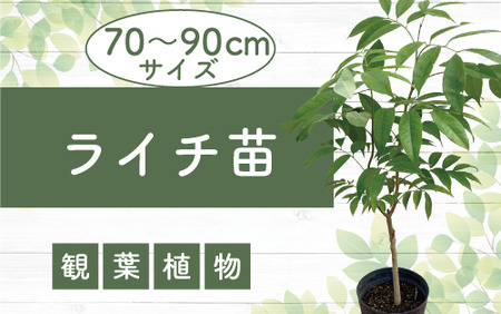 2025年2月上旬〜発送[観葉植物]ライチ苗70cm〜90cm(前園植物園/035-1492) 南国鹿児島県で育った 観葉植物!植物 鉢付 インテリア 室内 オフィス おしゃれ プレゼント ギフト 開店祝い 移転祝い マイナスイオン[配送不可地域:北海道・沖縄県・離島]