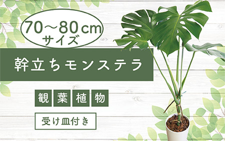 [観葉植物]幹立ちモンステラ70cm〜80cm(弓指園芸/014-1501) 南国鹿児島県で育った 観葉植物!植物 鉢付 インテリア 室内 オフィス おしゃれ プレゼント ギフト 開店祝い 移転祝い マイナスイオン[配送不可地域:北海道・沖縄県・離島]