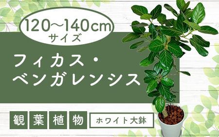 2025年3月中旬〜発送[観葉植物]フィカス・ベンガレンシス 一本立ち ホワイト大鉢120cm〜140cm(T&P/110-1459) 観葉植物 植物 鉢付 インテリア 室内 オフィス おしゃれ プレゼント ギフト 開店祝い 移転祝い マイナスイオン[配送不可地域:北海道・沖縄県・離島]