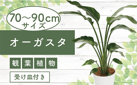 4月上旬〜発送[観葉植物]オーガスタ 70cm〜90cm(鎌ヶ迫園芸場/014-1375) 観葉植物 植物 鉢付 インテリア 室内 オフィス おしゃれ プレゼント ギフト 開店祝い 移転祝い マイナスイオン[配送不可地域:北海道・沖縄県・離島]