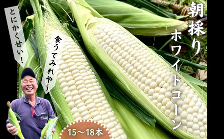 【 5月 限定 】種子島 産 朝どれ とうもろこし ホワイトコーン (15～18本)　NFN618【400pt】 ホワイトコーン トウモロコシ 人気 期間限定 朝獲れ 新鮮 数量限定 甘み 柔らかい ジューシー 冷蔵便