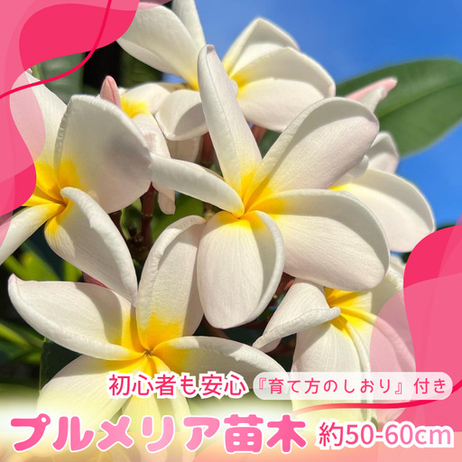 [季節限定]種子島 プルメリア 苗木 1鉢 NFN672 [300pt] // ハワイアンフラワー 南国 植物 苗木 花 観葉植物 芳香