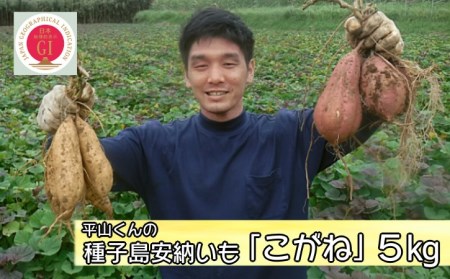 種子島 安納いも 平山農園「 こがね 」 (Mサイズ) 5kg NFN452[350pt] // 安納芋 安納いも 種子島 さつまいも 芋 お芋 安納芋 さつまいも お 