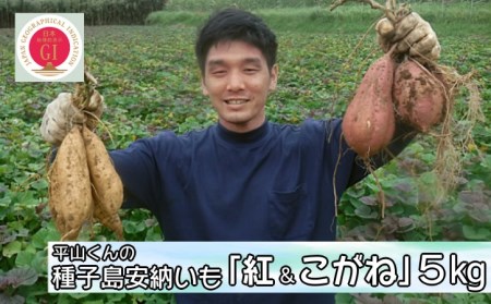 種子島 安納いも 平山農園「 紅 & こがね 」紅白セット(Mサイズ) 5kg NFN453[400pt] // 安納芋 安納いも 種子島 さつまいも 芋 お芋 安納芋 さつまいも お 