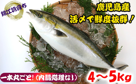 [予約販売 12月中旬以降順次発送]鹿児島県産 ぶり まるごと1尾 4kg以上 (内臓処理なし)