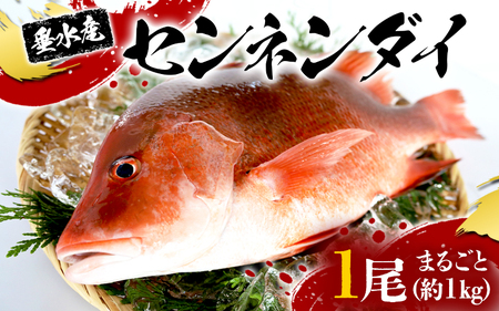 センネンダイ 丸ごと 1尾(内臓処理なし・約1kg)
