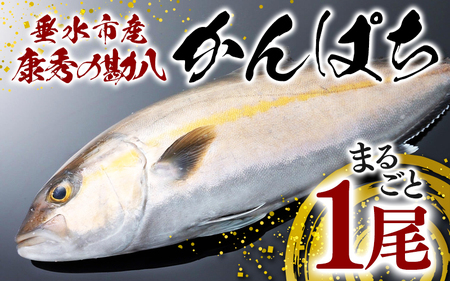 康秀の勘八 まるごと 1尾(内臓処理なし・3.5kg前後)