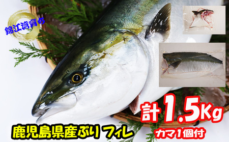 [予約販売 12月中旬以降順次発送]鹿児島県産 ぶり フィレ 1枚 (1.5kg以上)+ カマ 1個
