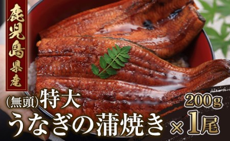 鹿児島県産 特大うなぎの蒲焼き(無頭)200g×1尾