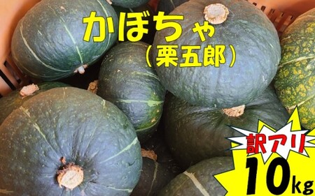 [訳アリ]かぼちゃ(栗五郎) 10kg 季節限定 農家直送 鹿児島県産