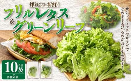 フリルレタス、グリーンリーフ詰合せ(10袋セット) フリルレタス グリーンリーフ 野菜 葉物 セット 朝採れ 新鮮