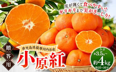 小原紅(贈答用)約3.5kg〜4kg(約25玉〜約30玉)[2025年12月中旬以降順次発送] みかん 蜜柑 ミカン 幻のみかん 果物 くだもの 贈答用