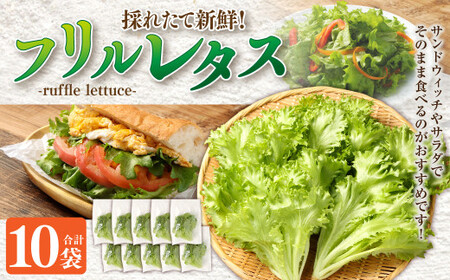 フリルレタス 10袋セット フリルレタス 野菜 葉物 朝採れ 新鮮