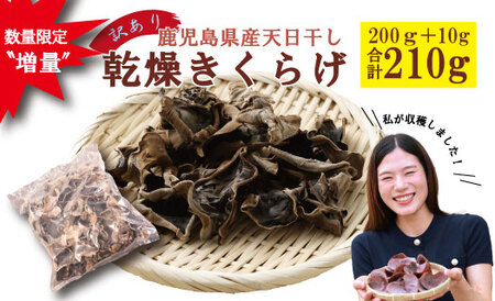 ＼数量限定〝増量"/鹿児島県産天日干し[訳アリ]乾燥きくらげ 合計210g