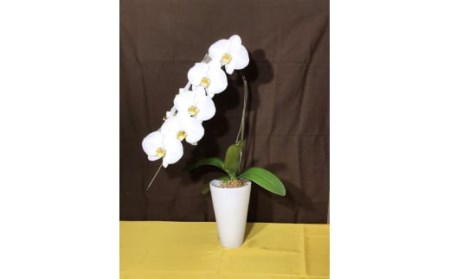 胡蝶蘭V3 白大輪 1本立て 8〜10輪 (ラッピングなし) 鹿児島 花 AS-129-5