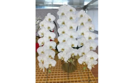 胡蝶蘭 V3白大輪3本立て 30~33輪 蕾込み (ラッピングなし) 鹿児島 花 BS-814-5