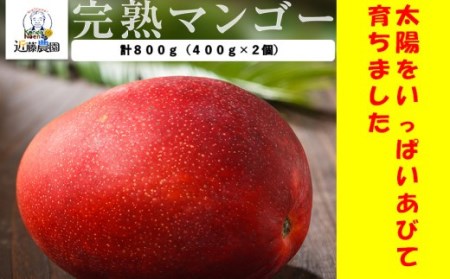 [季節限定]特選贈答完熟マンゴー 800g(400g×2個)(M-1) 7月下旬以降発送