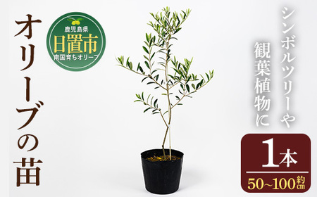 No.1253 [数量限定]オリーブの苗(1本)鹿児島県産 苗 観葉植物 オリーブ 国産 シンボルツリー 庭木 内祝い ギフト 贈答 プレゼント 観賞 苗木 オリーブの木[鹿児島オリーブ]