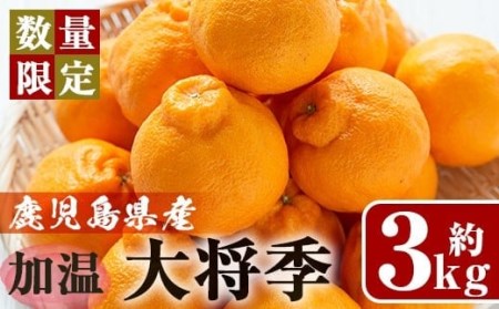 No.439 《期間・数量限定》加温大将季(約3kg・化粧箱入り)8～12玉入り！国産 九州産 フルーツ 蜜柑 みかん 大将季 ギフト 贈答 数量限定【さつま日置農協北部営農センター】