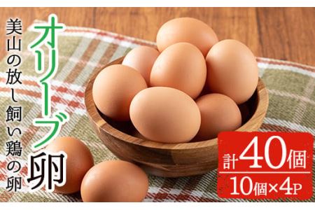 鹿児島県産美山オリーブ卵(40個) 割れ保証付 国産 九州産 鹿児島県産 たまご タマゴ オリーブ 卵 鶏卵 生卵 おかず TKG 卵かけご飯 朝食 数量限定[美山たまご王国]