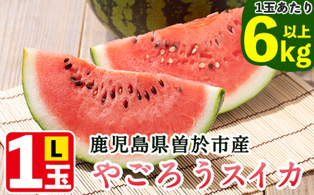 [2025年7月中旬以降発送予定][期間限定]やごろうスイカ1個(L玉・1個6kg以上) スイカ 果物 ギフト[曽於市観光協会]