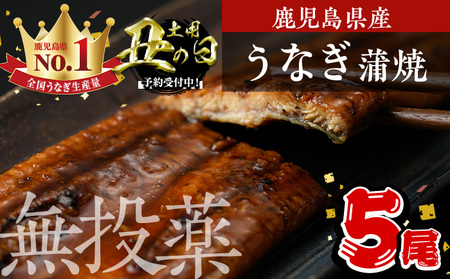 [丑の日先行予約受付中!]鹿児島県産うなぎ蒲焼 (1尾あたり136g〜155g×5尾、タレ・山椒付き) 鰻 かばやき 冷凍[西日本養鰻]B175-U