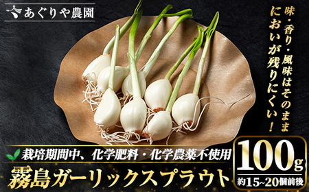 霧島ガーリックスプラウト 100g (約15〜20個前後入り) [あぐりや農園] 霧島市 国産 霧島産 野菜 にんにく ニンニク ガーリック 加工品