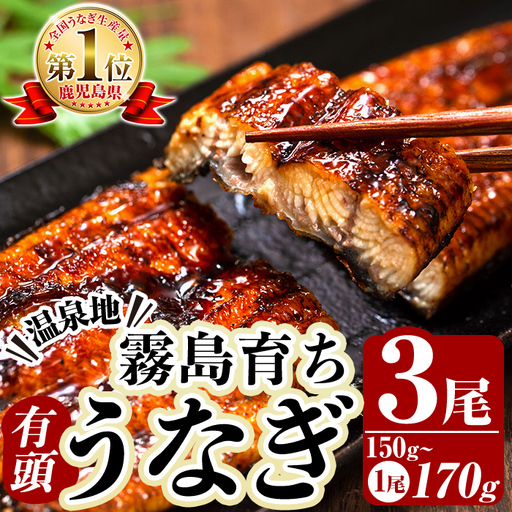 霧島市育ちのあの「うなぎ」150〜170g×3尾![田代水産]霧島市 鰻 ウナギ 蒲焼き 蒲焼 国産