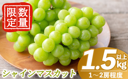 [先行予約受付中!2025年8月中旬〜10月中旬の間に発送予定]数量限定!シャインマスカット(約1.5kg以上)[さくら農園]霧島市 ぶどう シャインマスカット フルーツ 果物 期間限定