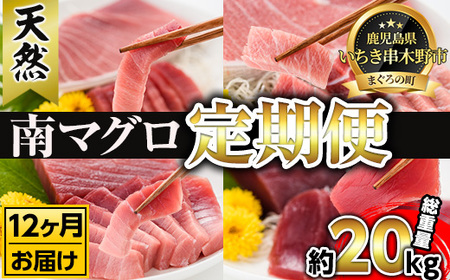 [定期便12回(毎月)]南マグロ大トロ、中トロ、赤身を1年間毎月お届け。1回分の内容量は南マグロの合計8本(1本あたり、200〜230g) (大トロ×1、上トロ×2、中トロ×2、赤身×3)。幻といわれるを1年間お届け![S-022H]