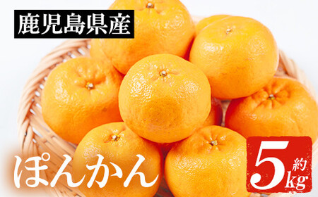 [先行予約]＼数量・期間限定/JAさつま日置 いちき串木野産ポンカン約5kg (2L・L) 化粧箱入り 柑橘の特産品 ポンカン 贈答 ギフト プレゼントにもオススメ! 果樹[A-1786H]