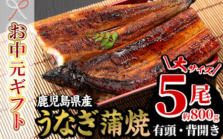 [令和7年お中元対応]厳選!国産 鹿児島県産 うなぎ 蒲焼 大5尾 合計約800g 贈答 ギフト にも![南竹鰻加工][TD-012H]