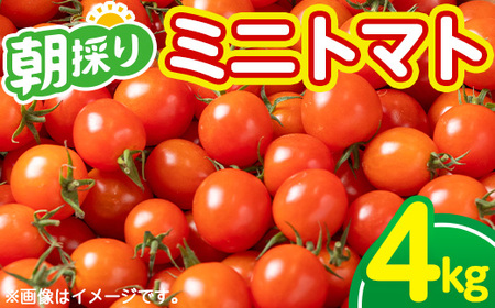 朝採れ ミニトマト4kg!甘さと酸味の絶妙なバランス!鹿児島県産 トマト 新鮮 サラダ お弁当 ソース マリネ [A-1934H]