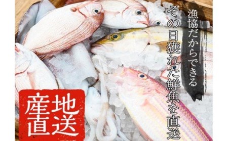 鮮魚詰合せ! 朝どれの鮮魚を産地直送で! 新鮮な海の幸(鮮魚)の詰合せ[A-585H]