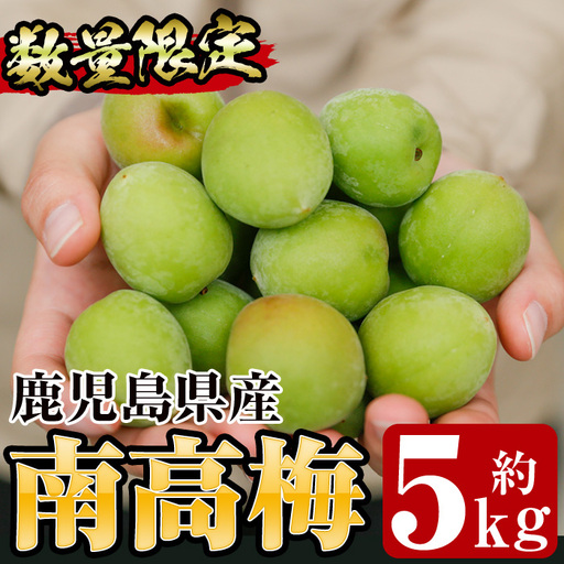 先行予約＜数量・期間限定＞朝日梅園の南高梅（生梅）5kg 箱 バラ詰め 満杯 梅干し 梅酒 はちみつ梅 カリカリ梅 にもオススメ！【00-088-02】