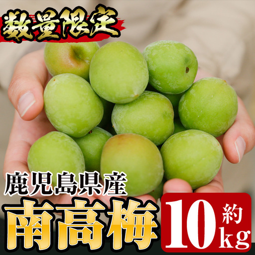 先行予約[数量・期間限定]朝日梅園の南高梅(生梅)10kg 箱 バラ詰め満杯 梅干し 梅酒 はちみつ梅 カリカリ梅 にもオススメ![00-088-03-01]