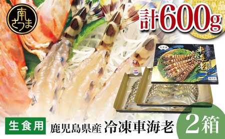 [鹿児島県産]活〆 冷凍車海老 600g えび クルマエビ 海鮮 刺身 南さつま市