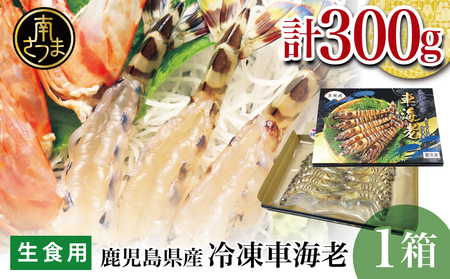 [鹿児島県産]活〆 冷凍車海老 300g(生食用) えび クルマエビ 海鮮 刺身 南さつま市