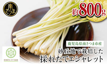 [鹿児島県南さつま市産]期間限定!砂丘地で栽培したエシャレット 約800g(約200g×4袋)らっきょう ラッキョウ サラダ 生食 パスタ 肉巻き 炒め物 ドレッシング 鹿児島県産 小宮357ファーム 冷蔵