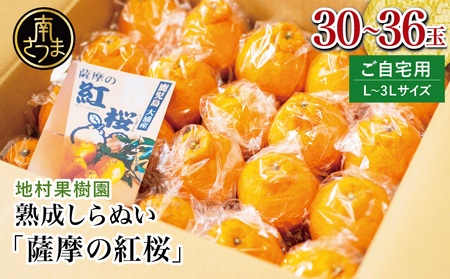 [至高の熟成柑橘]「薩摩の紅桜(不知火)」ご自宅用 30〜36玉[L〜3Lサイズ]果物 フルーツ 熟成 柑橘 長期貯蔵 しらぬい 不知火 鹿児島 南さつま市