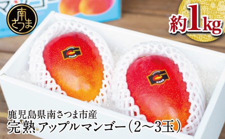 [7月上旬頃出荷開始]鹿児島県産 完熟アップルマンゴー 約1kg(2〜3玉)贈答品用 ギフト 果物 フルーツ 国産 鹿児島県南さつま市産 有限会社秀美園