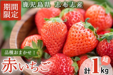 鹿児島県産いちご! 品種おまかせ赤いちご4Pセット(計1kg・約270g×4P)