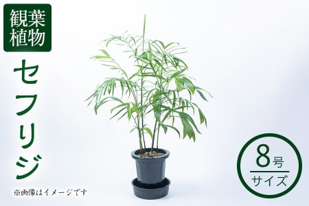 [数量限定]観葉植物 セフリジ 8号サイズ