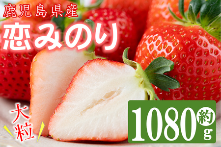 [数量限定]鹿児島県産朝採れイチゴ「恋みのり」約1080g(約270g×4パック) いちご イチゴ 苺 果物 フルーツ スイーツ デザート お菓子 人気 甘い 大粒 ジャム スムージー