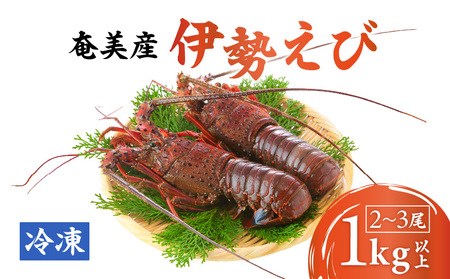 伊勢えび 約1kg以上( 2尾 〜 3尾 ) A050-002 伊勢海老 イセエビ 海老 えび エビ 魚介類 甲殻類 海鮮 奄美大島産伊勢海老 奄美産 冷凍 海鮮物 新鮮 甘い 濃厚 味噌汁 姿蒸し 炭火焼 美味しい 贈答品 グリーンストア ふるさと納税 奄美市 おすすめ ランキング プレゼント ギフト